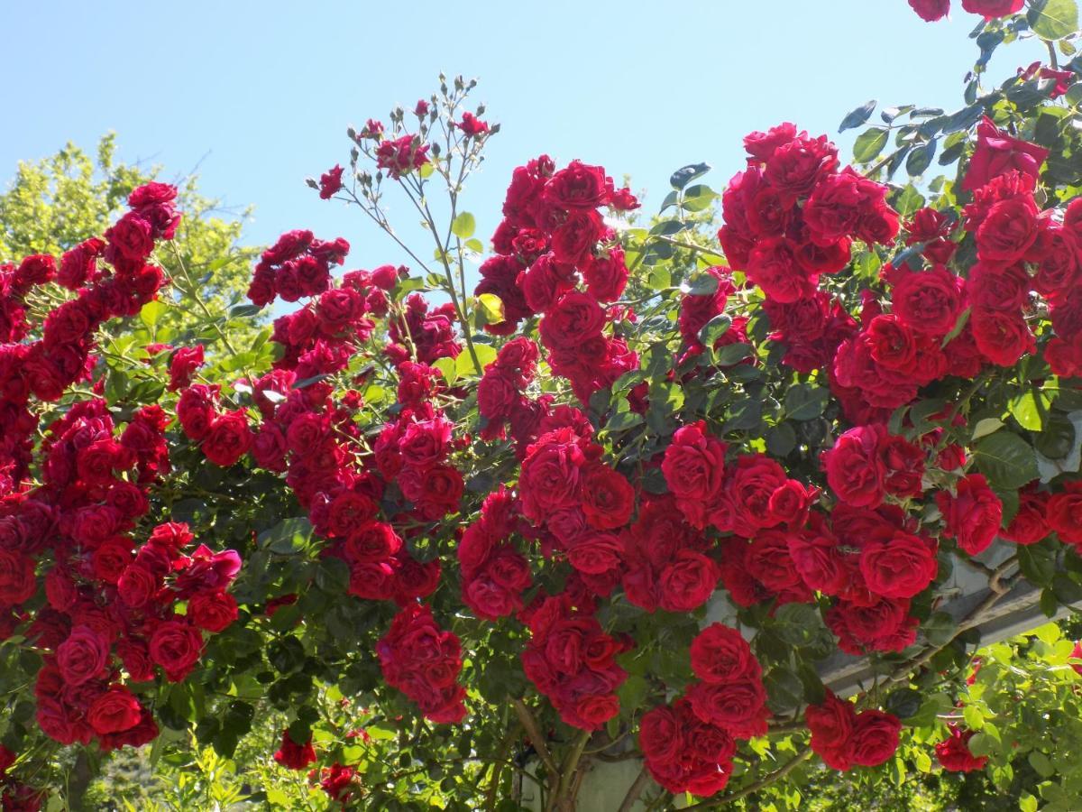 Des Roses Hotel Platanias  Zewnętrze zdjęcie